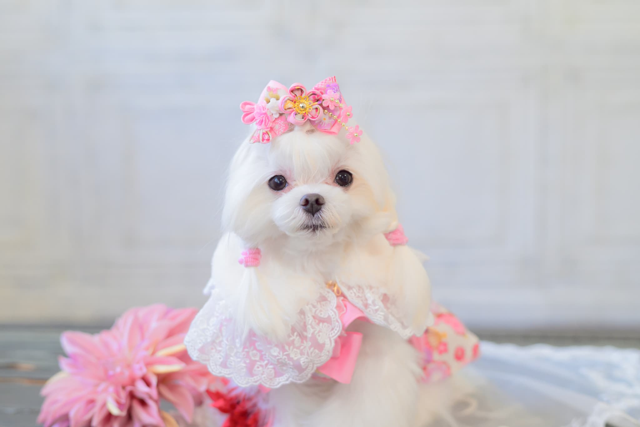 ファーとレースのドレスカラー