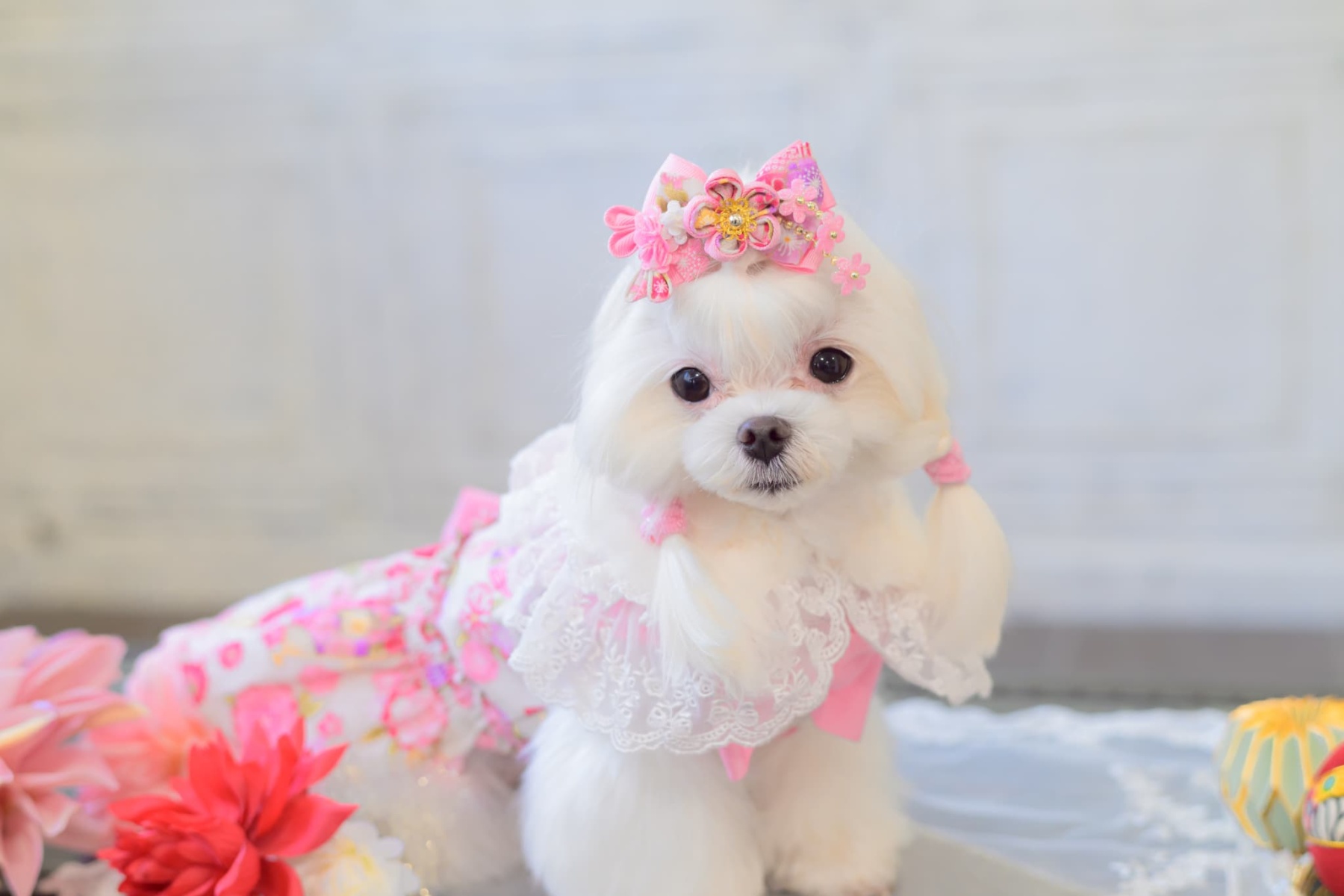 ファーとレースのドレスカラー