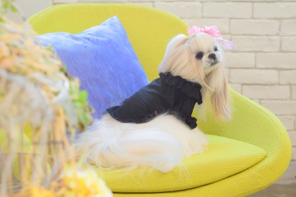 フリルカットソー