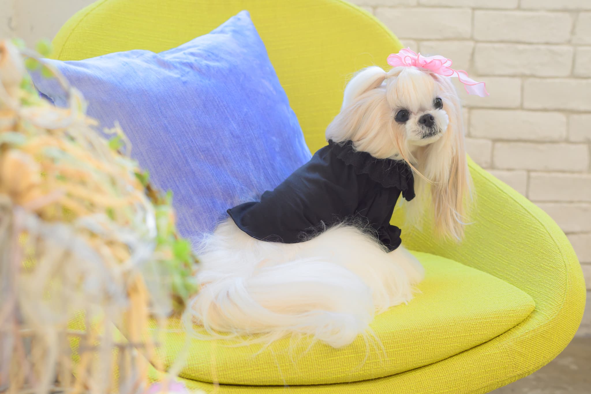 フリルカットソー