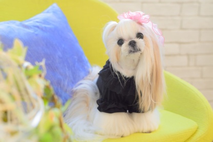 フリルカットソー