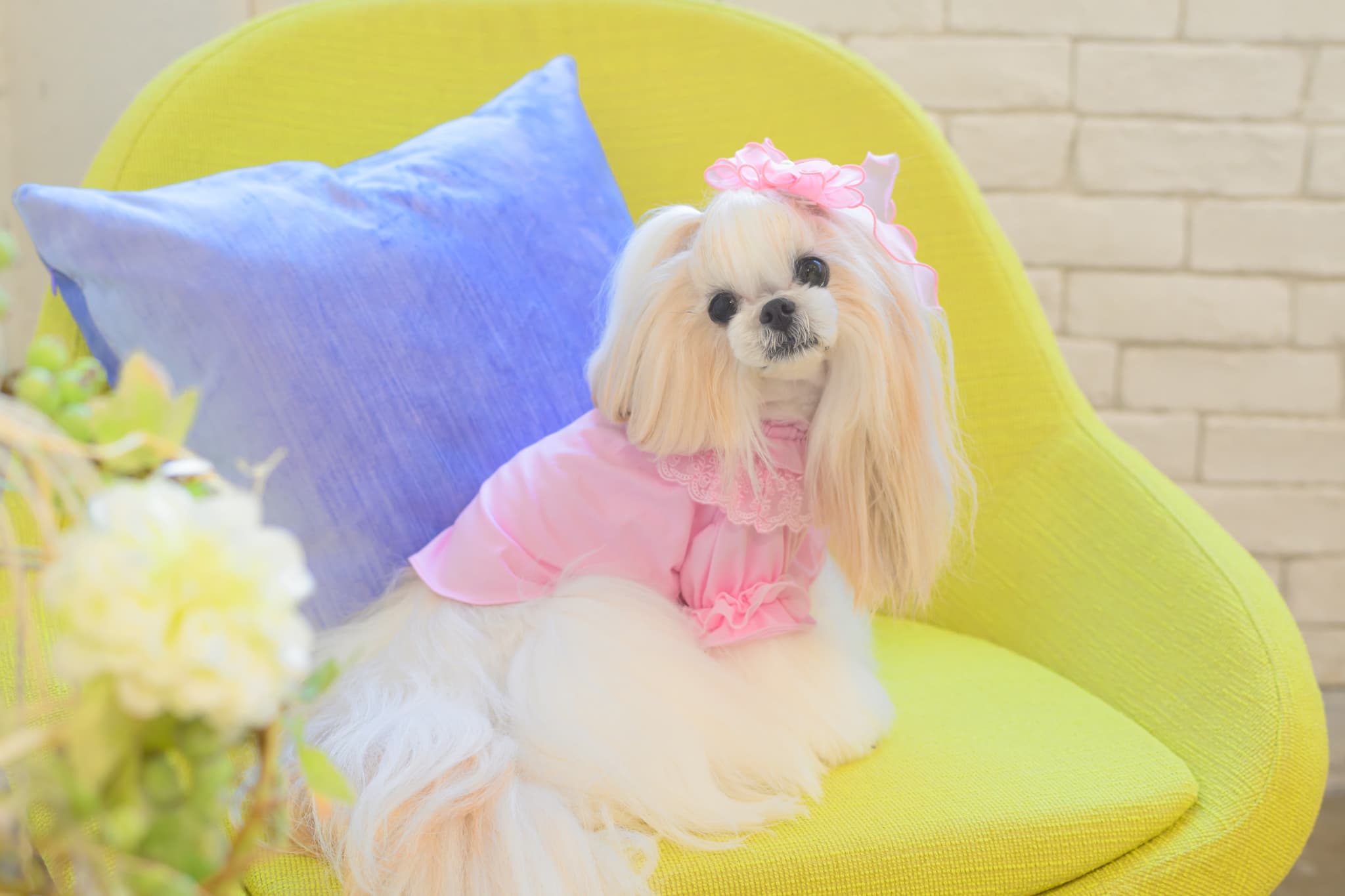 フリルカットソー