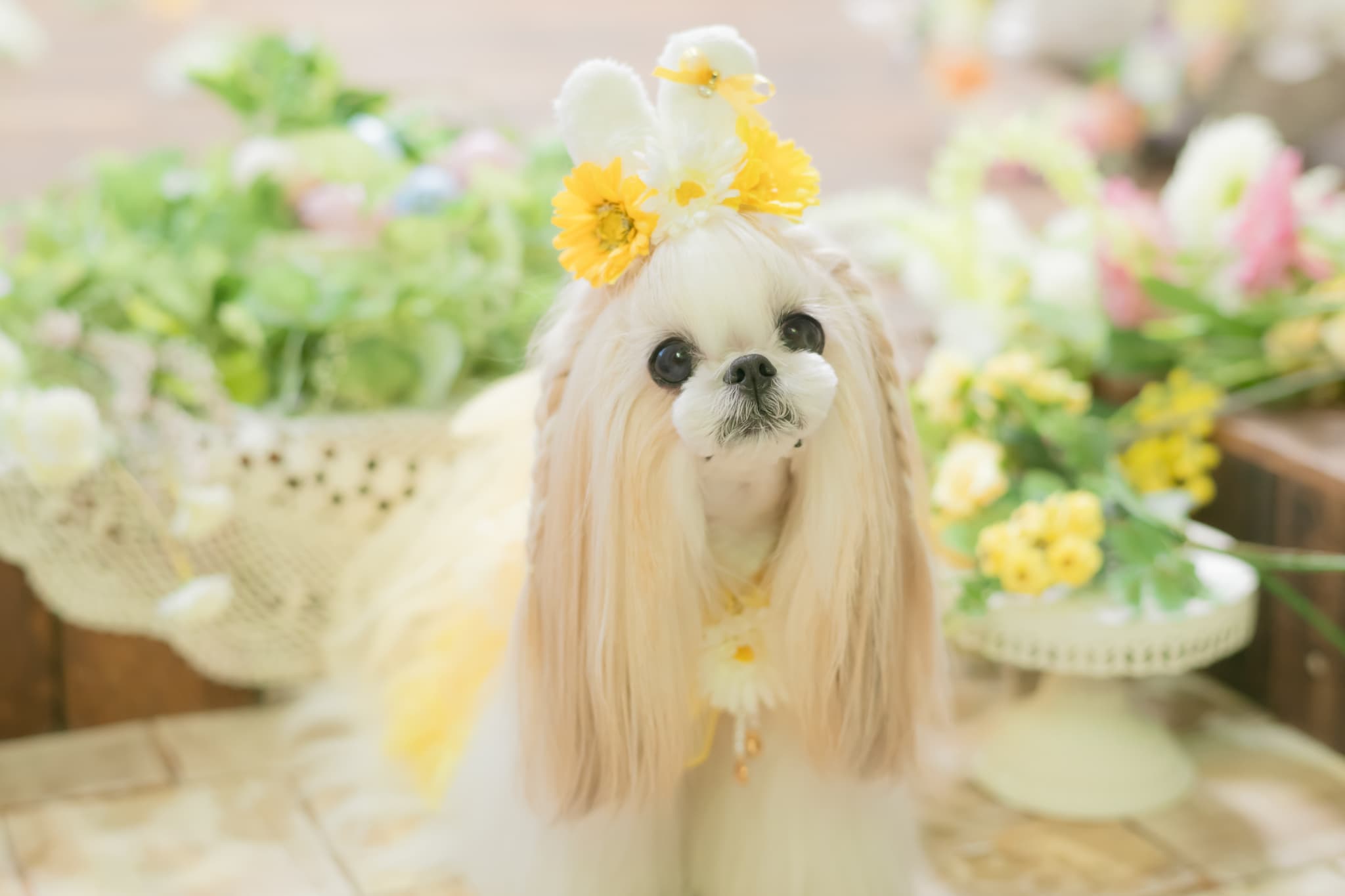 うさ耳バレッタリボンＭ