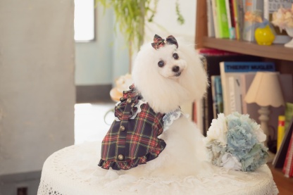 クラシカルフリルブラウス