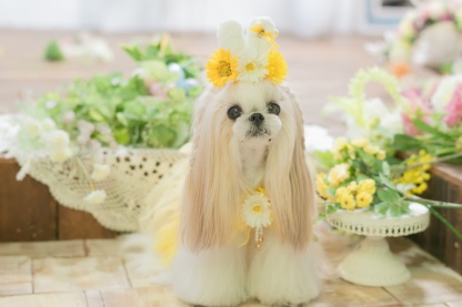 うさ耳バレッタリボンＭ