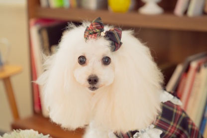 クラシカルタータンミニバレッタ