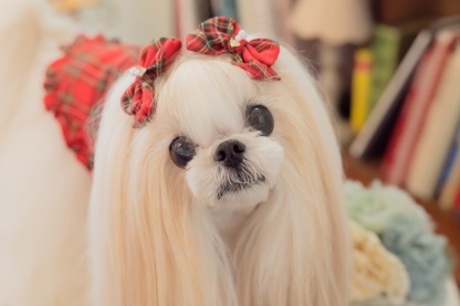 クラシカルタータンミニバレッタ