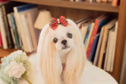 クラシカルタータンミニバレッタ