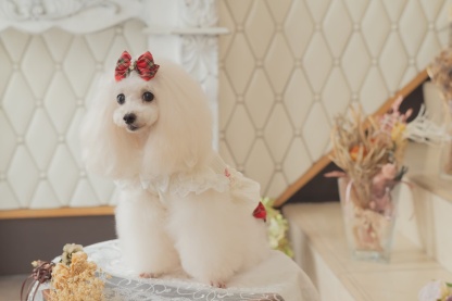 クラシカルタータンミニバレッタ