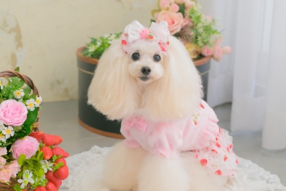 1176 いちご刺繍ハーフボレロ　