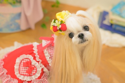 LB-330 フレッシュストロベリーバレッタリボン