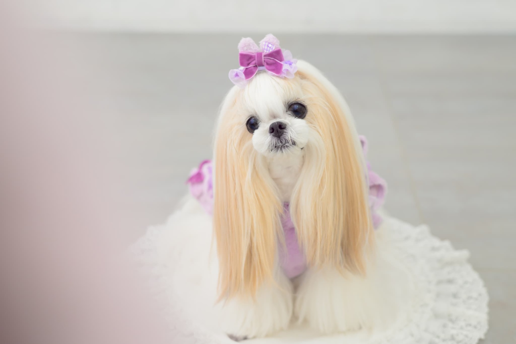 WEB-2602 ミニうさ耳バレッタリボン　