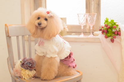 1176 いちご刺繍ハーフボレロ　