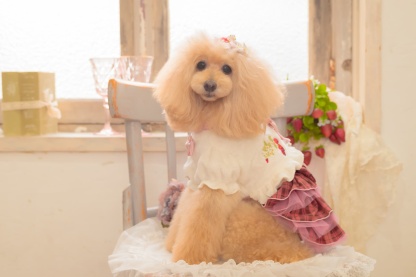 1176 いちご刺繍ハーフボレロ　