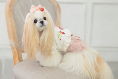 WEB-2601 いちごレースバレッタリボン　