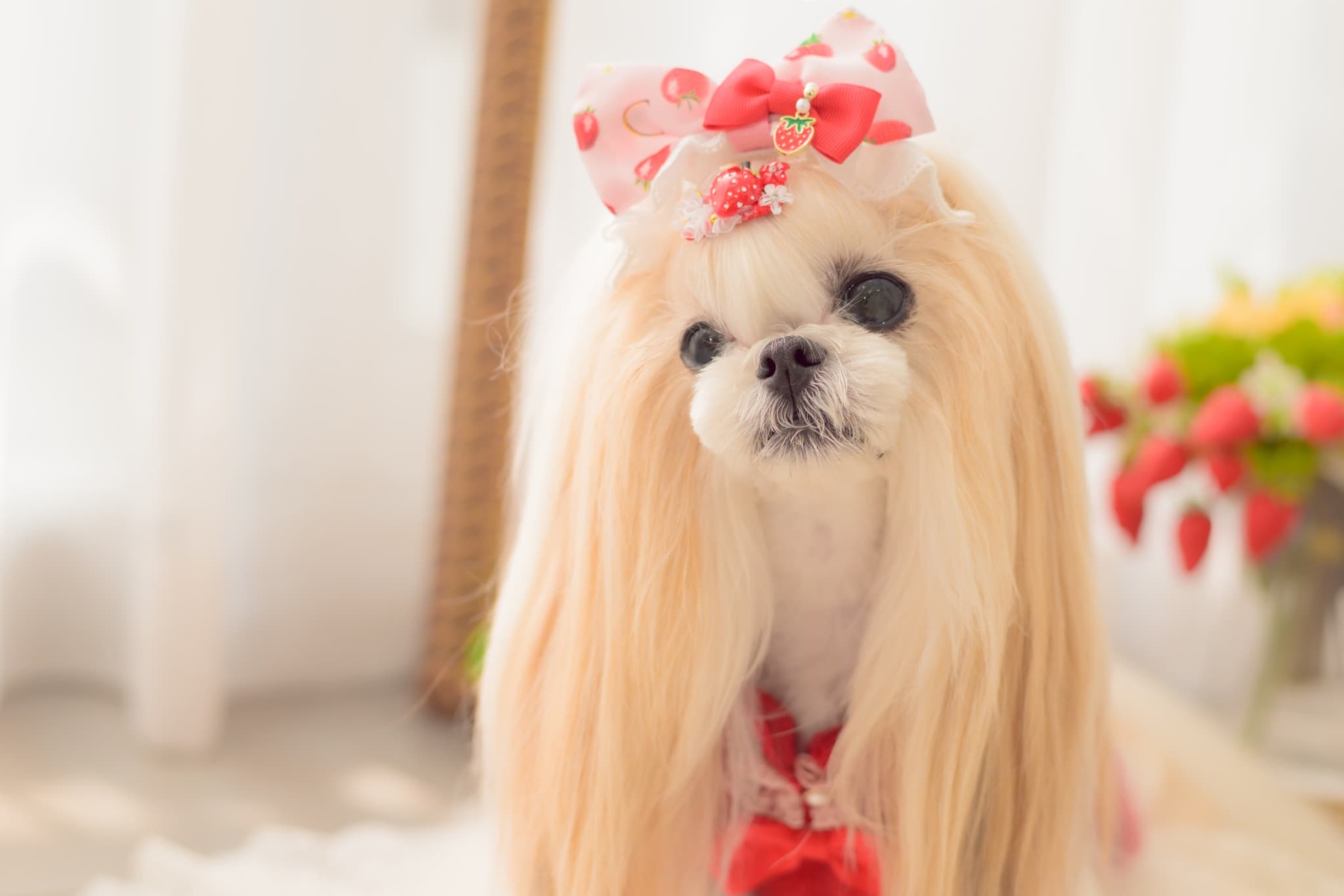 AC-042 いちごデコレーションパッチン レッド