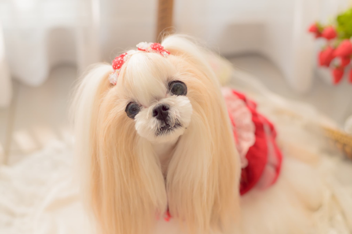 AC-042 いちごデコレーションパッチン レッド