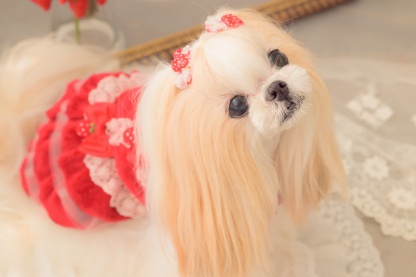 AC-042 いちごデコレーションパッチン レッド