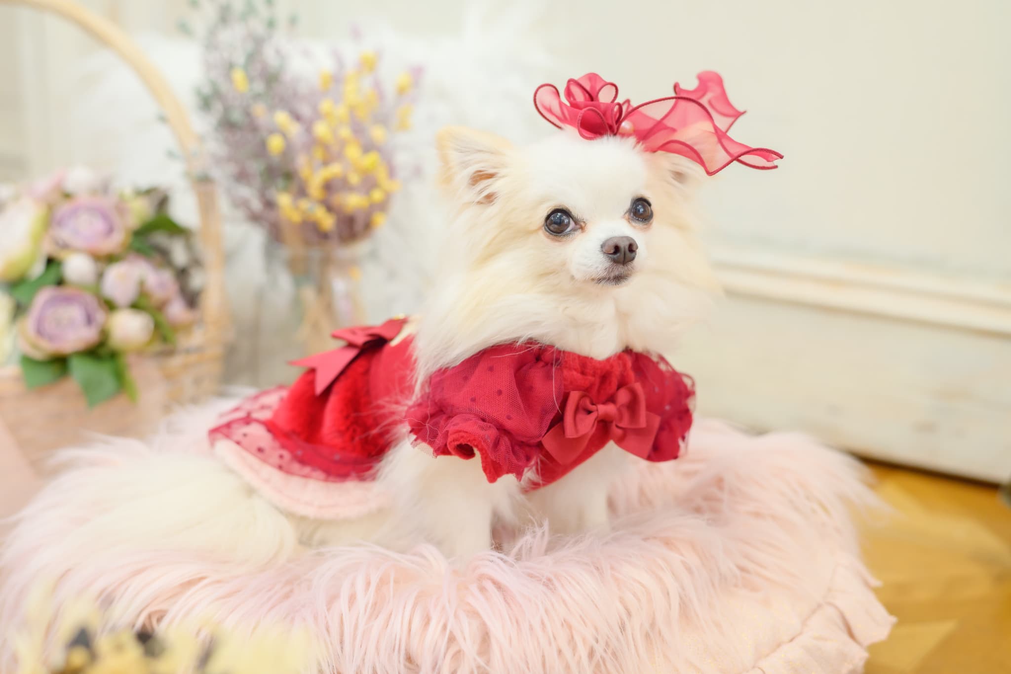 きゃんくまパフスリーブワンピース