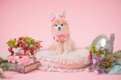 冬いちごうさ耳ワンピース