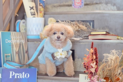 1172くまリボンボアジャケット