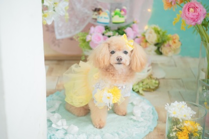 春のガーベラブローチ