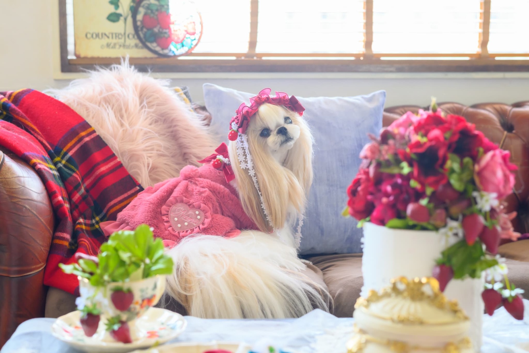 ブローチ付冬いちごファーコート