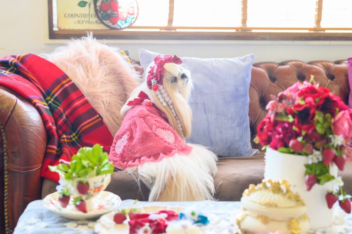 ブローチ付冬いちごファーコート