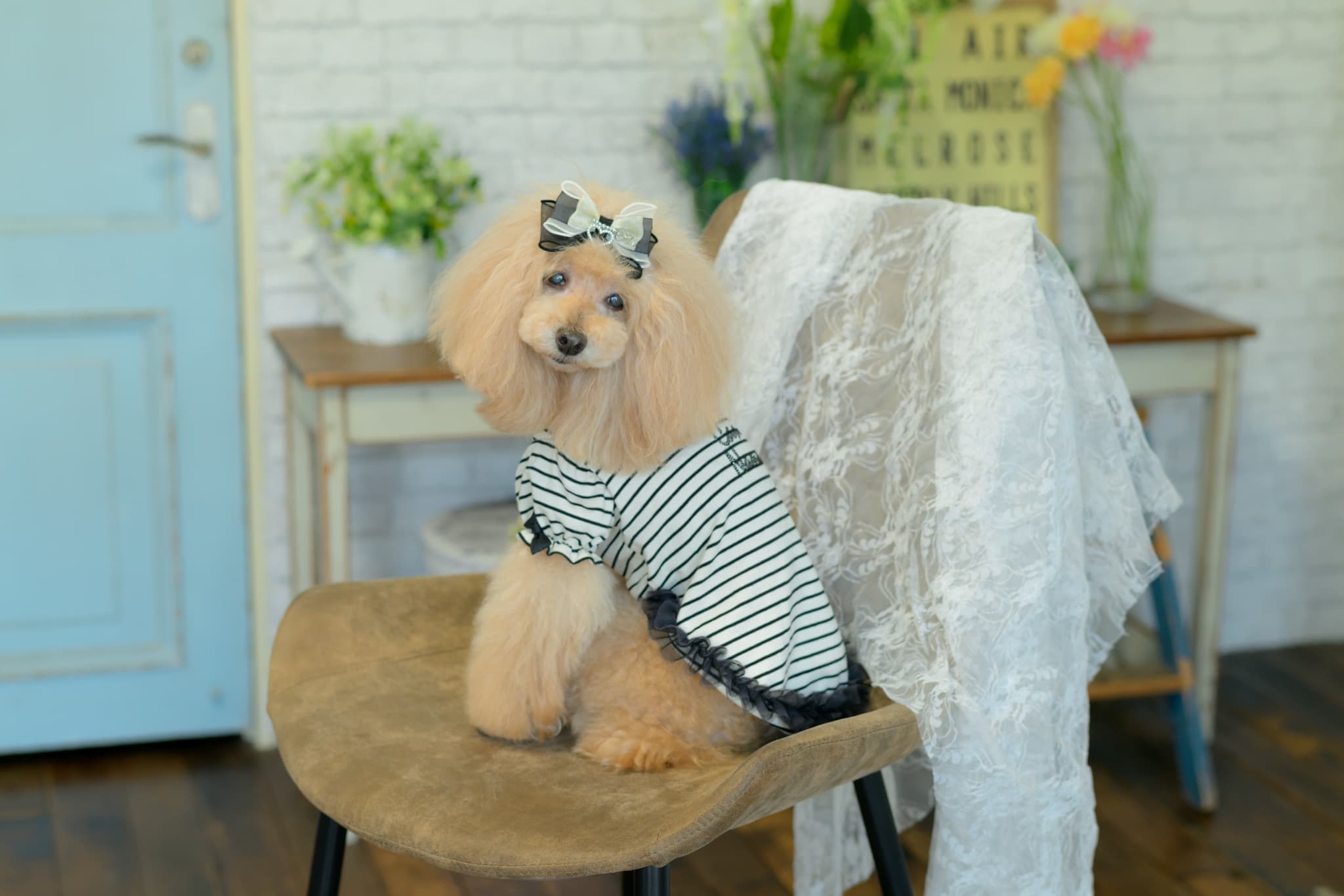 LB-337 ｵｰｶﾞﾝｼﾞｰ＆ｵｰﾌﾟﾝﾊｰﾄﾊﾞﾚｯﾀ