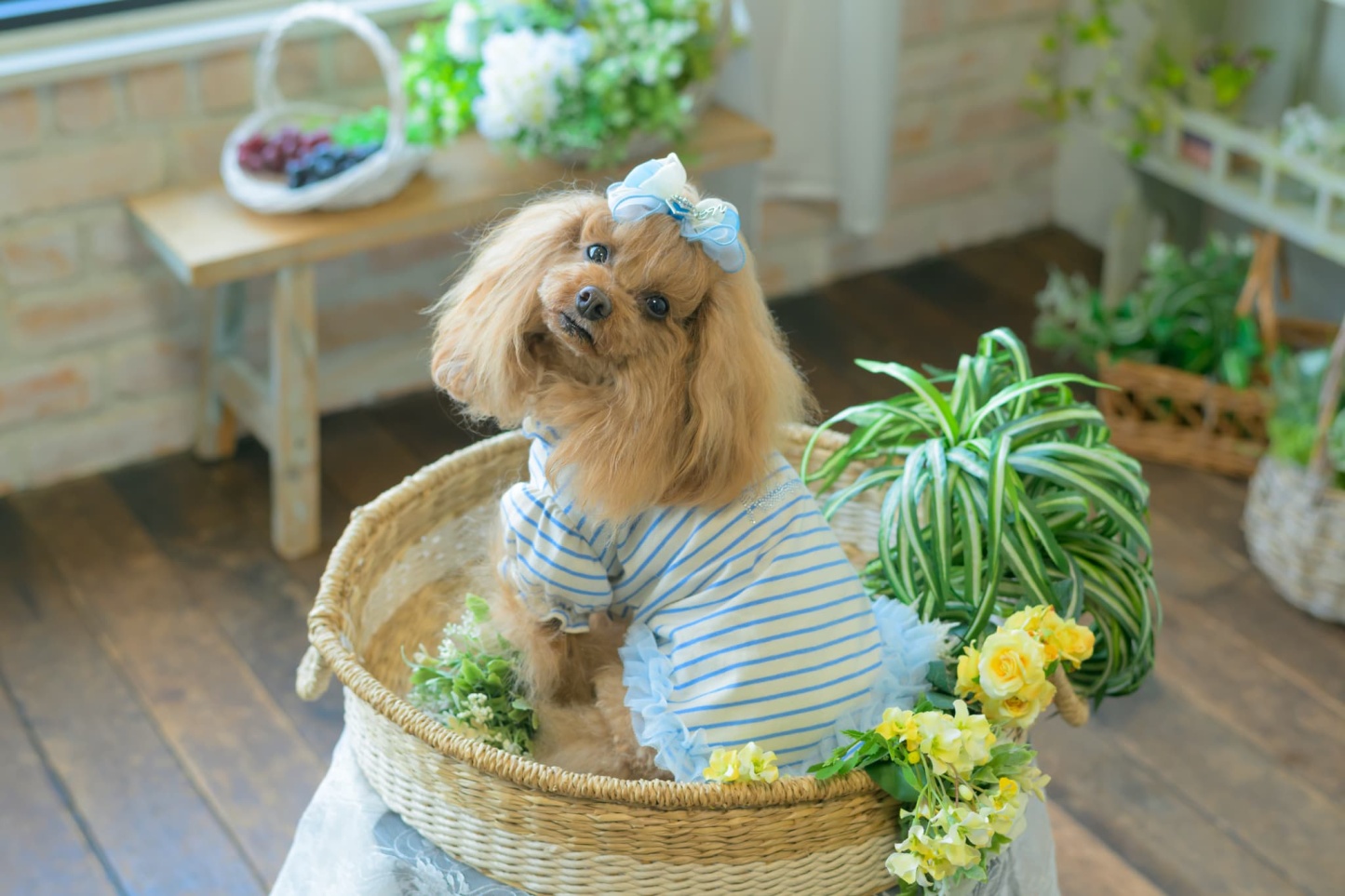 1185ﾛｺﾞﾗｲﾝｽﾄｰﾝﾎﾞｰﾀﾞｰｶｯﾄｿｰ