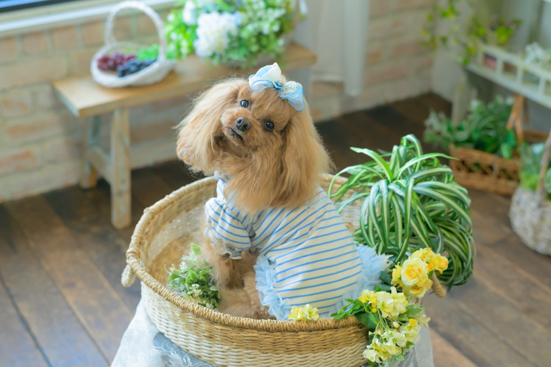 1185ﾛｺﾞﾗｲﾝｽﾄｰﾝﾎﾞｰﾀﾞｰｶｯﾄｿｰ