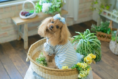 1185ﾛｺﾞﾗｲﾝｽﾄｰﾝﾎﾞｰﾀﾞｰｶｯﾄｿｰ