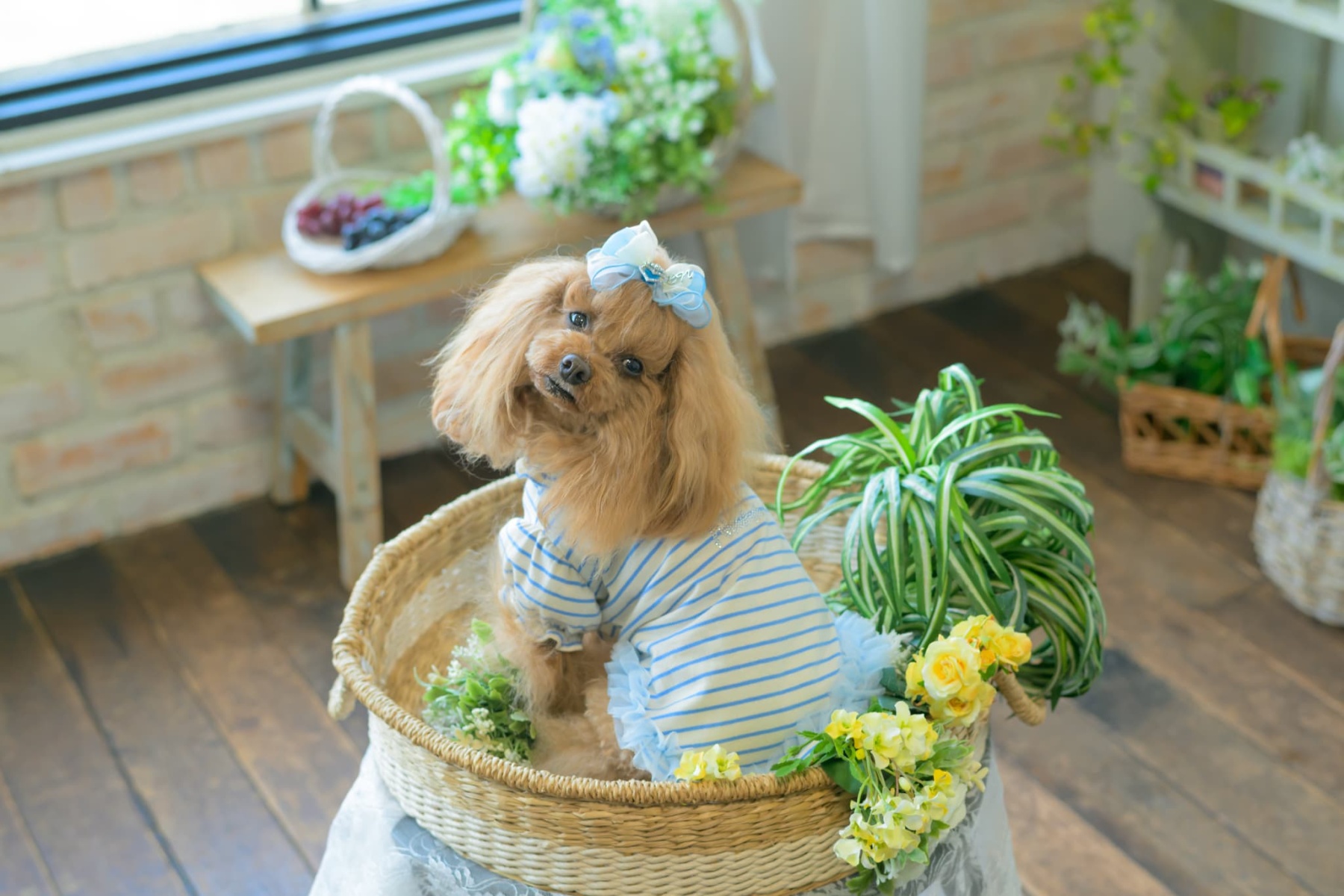 LB-337 ｵｰｶﾞﾝｼﾞｰ＆ｵｰﾌﾟﾝﾊｰﾄﾊﾞﾚｯﾀ