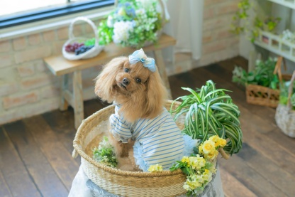 LB-337 ｵｰｶﾞﾝｼﾞｰ＆ｵｰﾌﾟﾝﾊｰﾄﾊﾞﾚｯﾀ