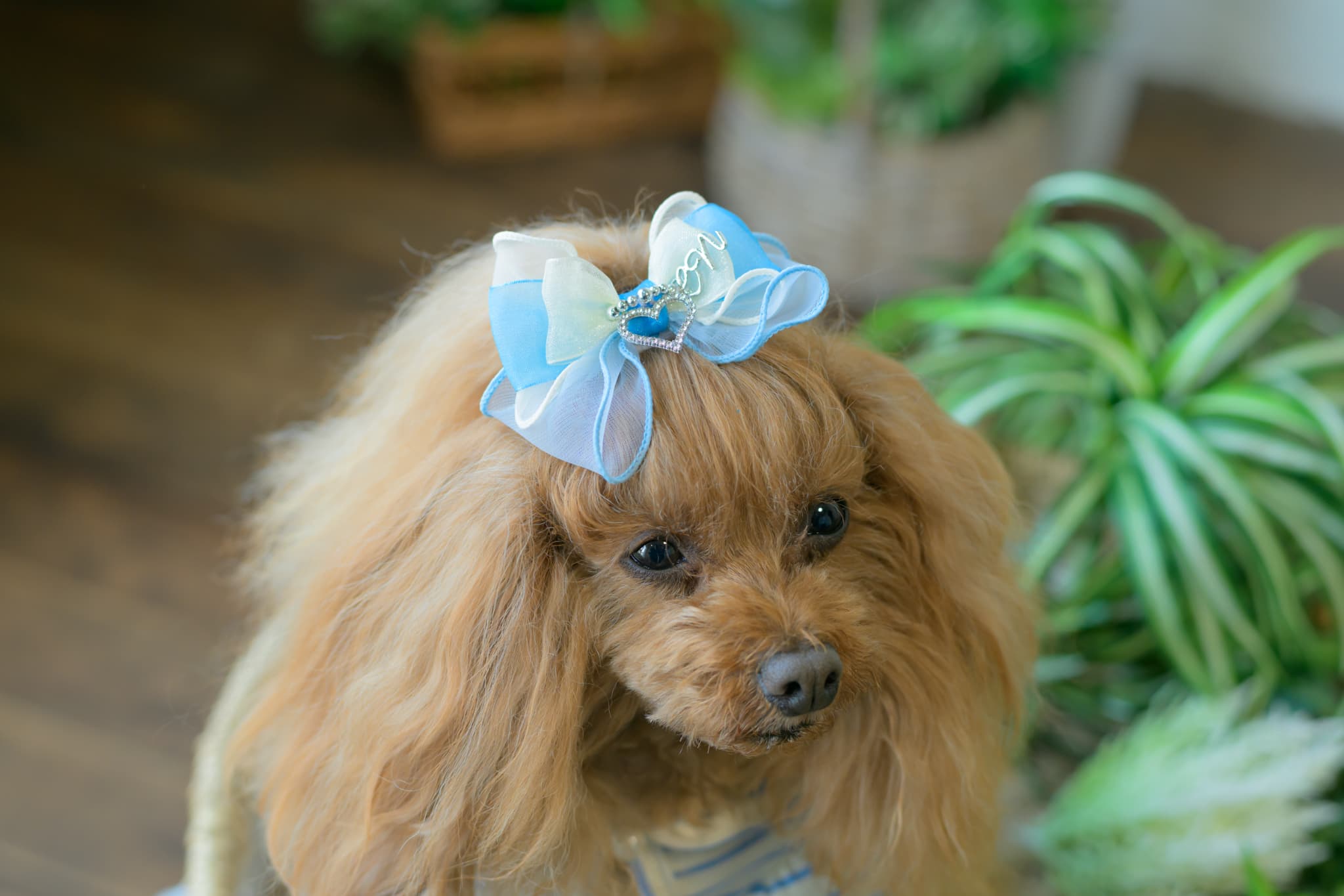 LB-337 ｵｰｶﾞﾝｼﾞｰ＆ｵｰﾌﾟﾝﾊｰﾄﾊﾞﾚｯﾀ