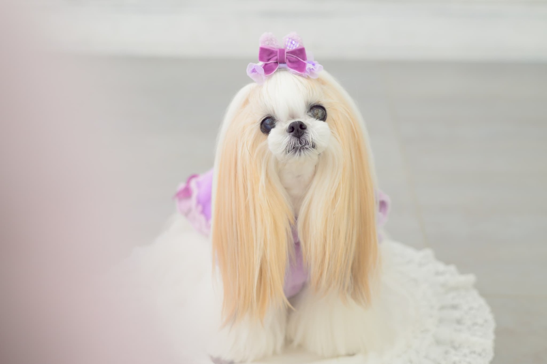 WEB-2602 ミニうさ耳バレッタリボン　