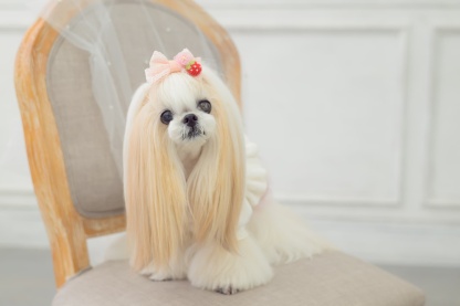 WEB-2601 いちごレースバレッタリボン　