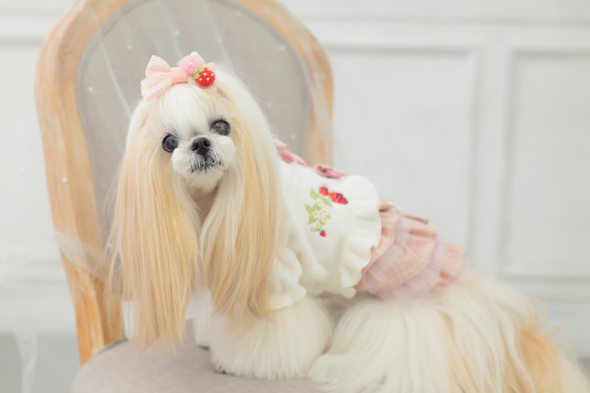 WEB-2601 いちごレースバレッタリボン　