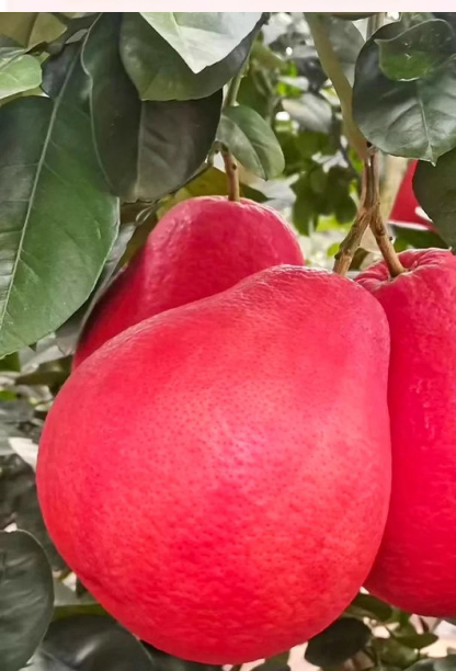 Siam Perfume Red Pomelo from Thailand【Rejuvenating & Lowering Blood Pressure】