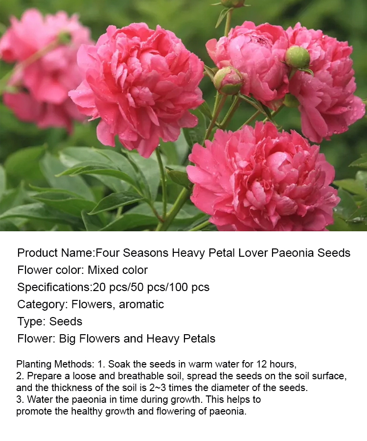 [Fast-growing, long-blooming season] Four-season double-petaled lover's peony seeds