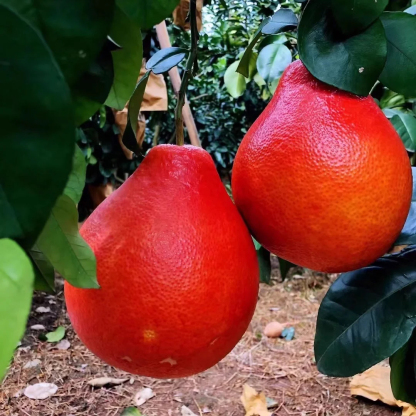 Siam Perfume Red Pomelo from Thailand【Rejuvenating & Lowering Blood Pressure】