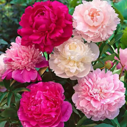 [Fast-growing, long-blooming season] Four-season double-petaled lover's peony seeds