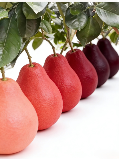 Siam Perfume Red Pomelo from Thailand【Rejuvenating & Lowering Blood Pressure】