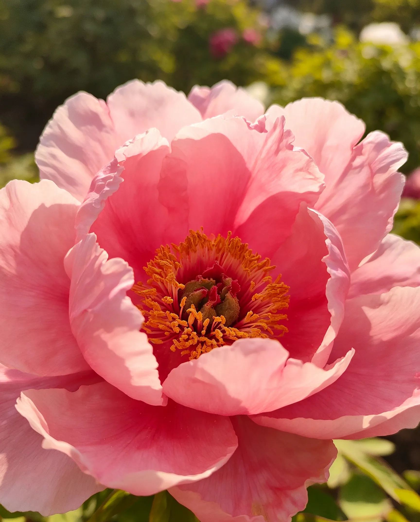 [Fast-growing, long-blooming season] Four-season double-petaled lover's peony seeds