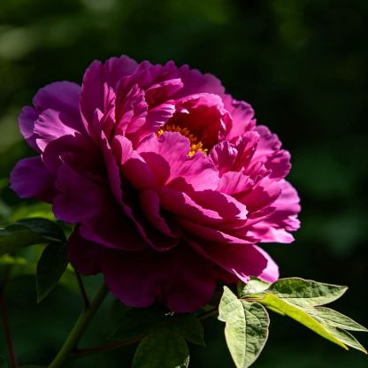 [Fast-growing, long-blooming season] Four-season double-petaled lover's peony seeds