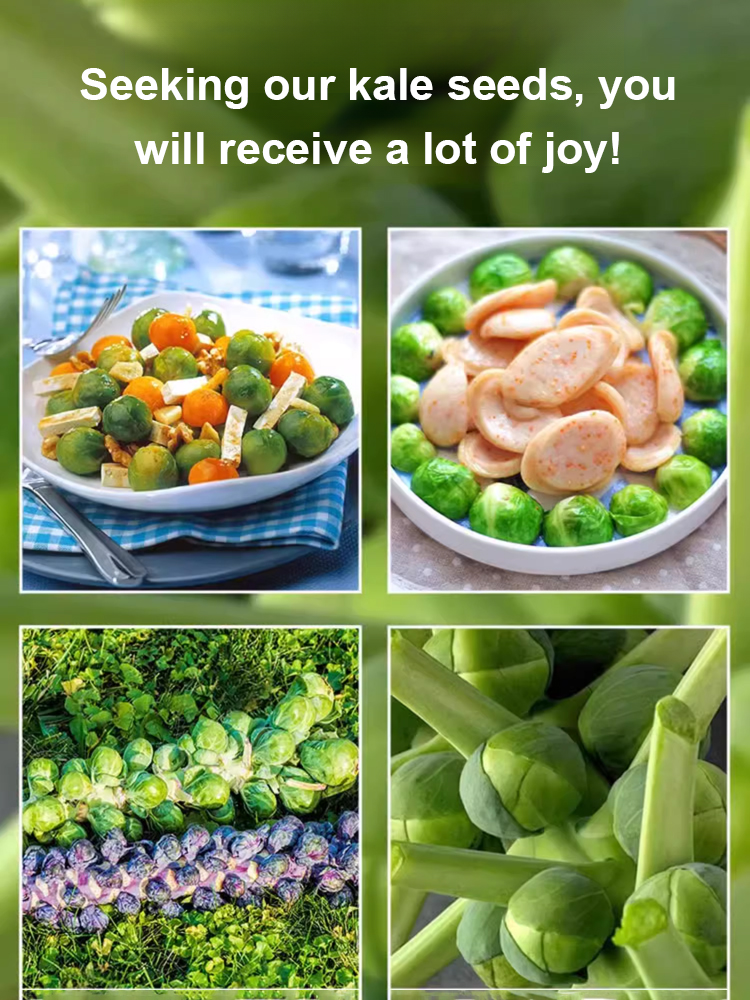 Ultra-high yielding potted table tennis spore kale seeds