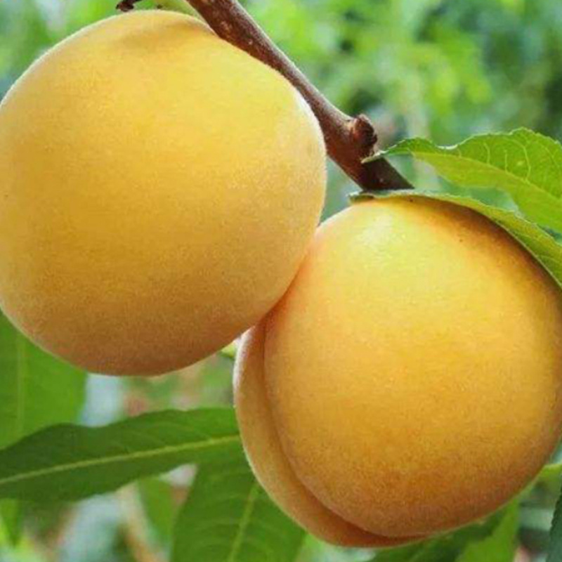 [Bearing Fruit in 3 Months] Extra Large Golden Peach Saplings