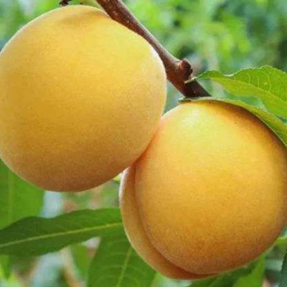 [Bearing Fruit in 3 Months] Extra Large Golden Peach Saplings