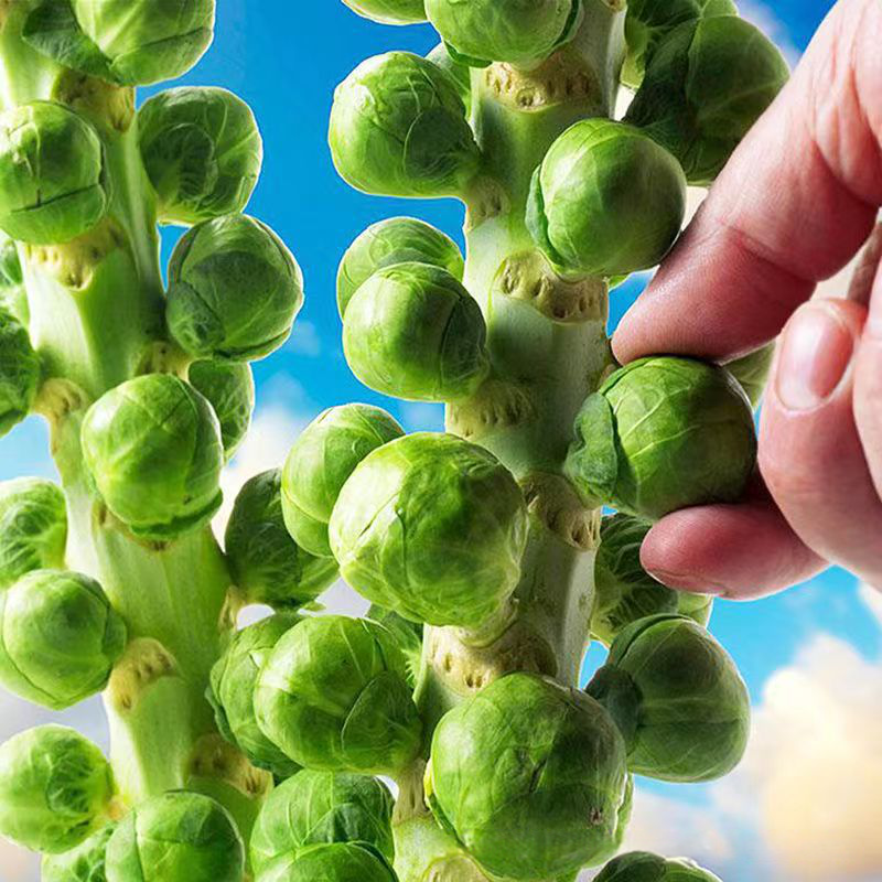 Ultra-high yielding potted table tennis spore kale seeds