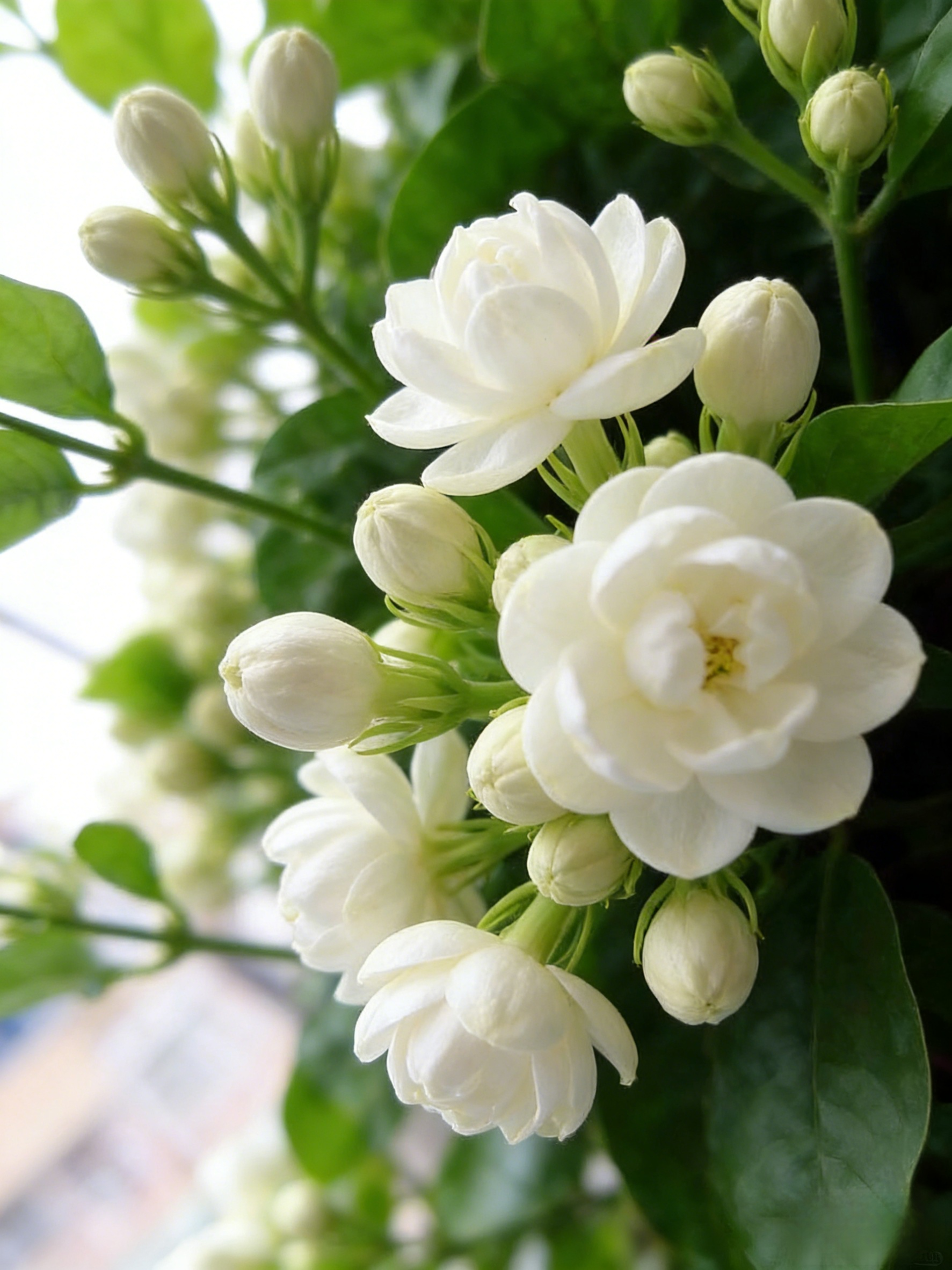 【Perfume of the Garden】Four Seasons Blooming Double-petaled Jasmine Seeds